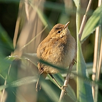 Teichrohrsänger (Vogel) im Schilf sitzend