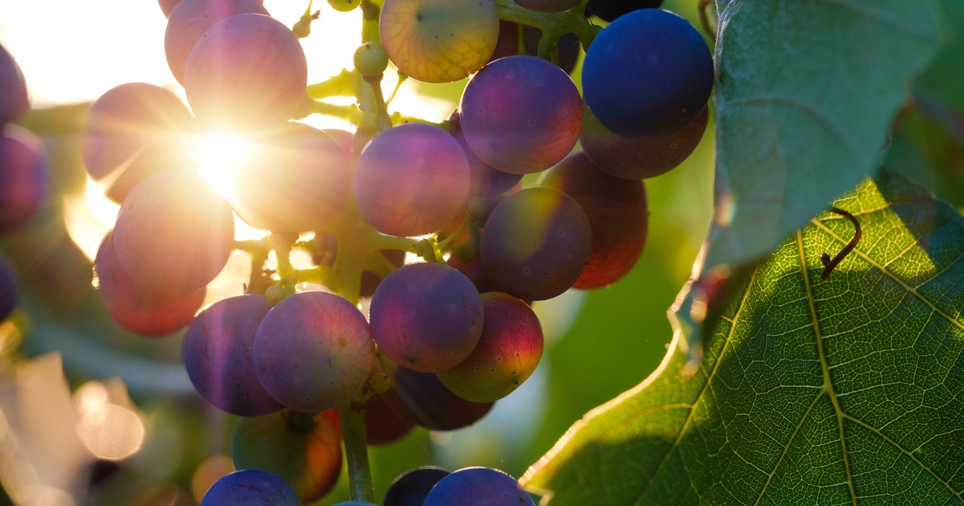 Weintrauben mit Sonnenstrahlen
