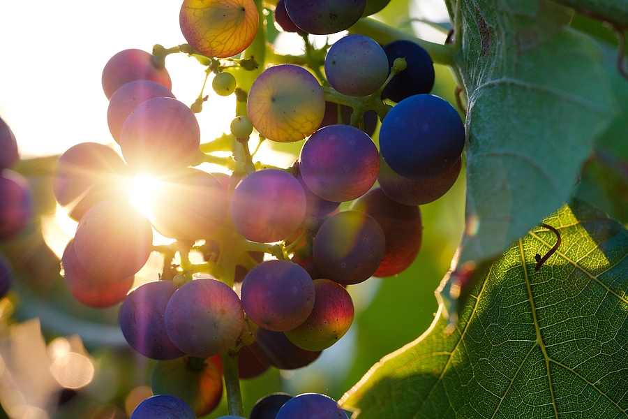 Weintrauben mit Sonnenstrahlen 