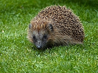 Das Bild zeigt einen Igel auf der grünen Wiese