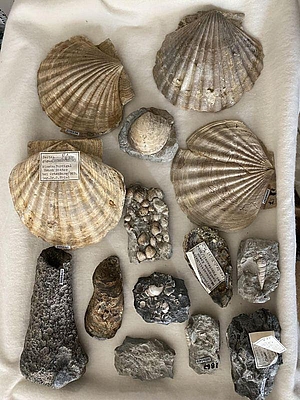 Blick in die Sammlung: Fossilien und geologische Funde