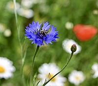 Kornblume Kornblume scharf im Vordergrund, unscharf im Hintergrund Wiese mit Mohn und weiteren Blumen
