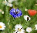 Kornblume scharf im Vordergrund, unscharf im Hintergrund Wiese mit Mohn und weiteren Blumen