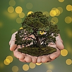 Zwei Hände, die einen knorrigen alten Baum auf Moosunterlage halten, im Hintergrund unscharfes Grün mit ungleichmäßig verteilten goldfarbenen kleinen Kreisen (wie Tropfen)