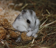 Das Bild zeigt einen Hamster beim fressen