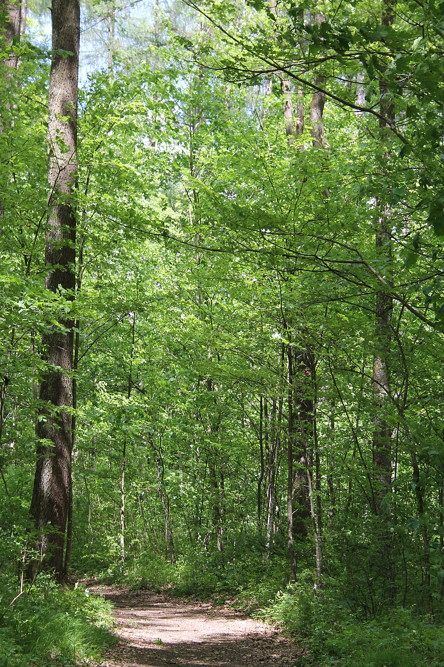 Waldweg 