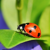 Marienkäfer auf einem grünen Blatt