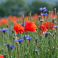 Mohn- und Kornblumenwiese, im Vordergrund scharf, im Hintergund unscharf, dahinter unscharf Wald