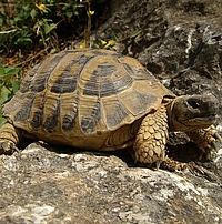 Schildkröte Schildkröte auf einem Felsen