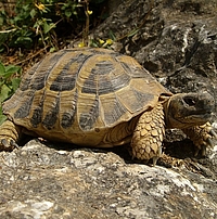 Schildkröte auf einem Felsen