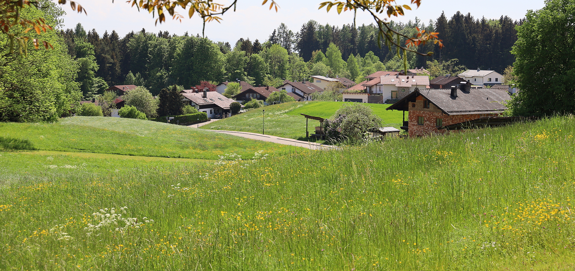 Dorf/Stadt mit vielen Bäumen im Hintergrund und einem Baum und Wiese im Vordergrund