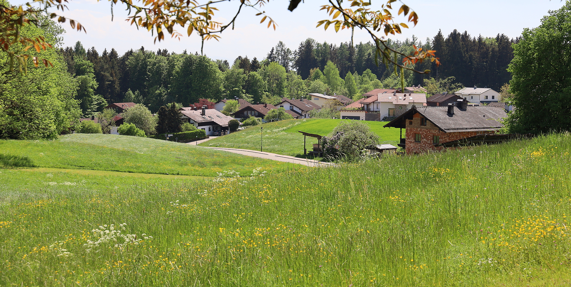 Dorf/Stadt mit vielen Bäumen im Hintergrund und einem Baum und Wiese im Vordergrund