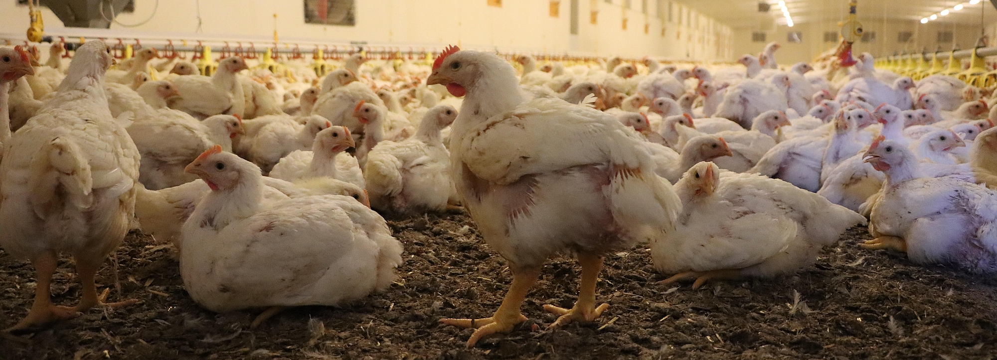 Bild zeigt eine Masthaltung von Hühnern