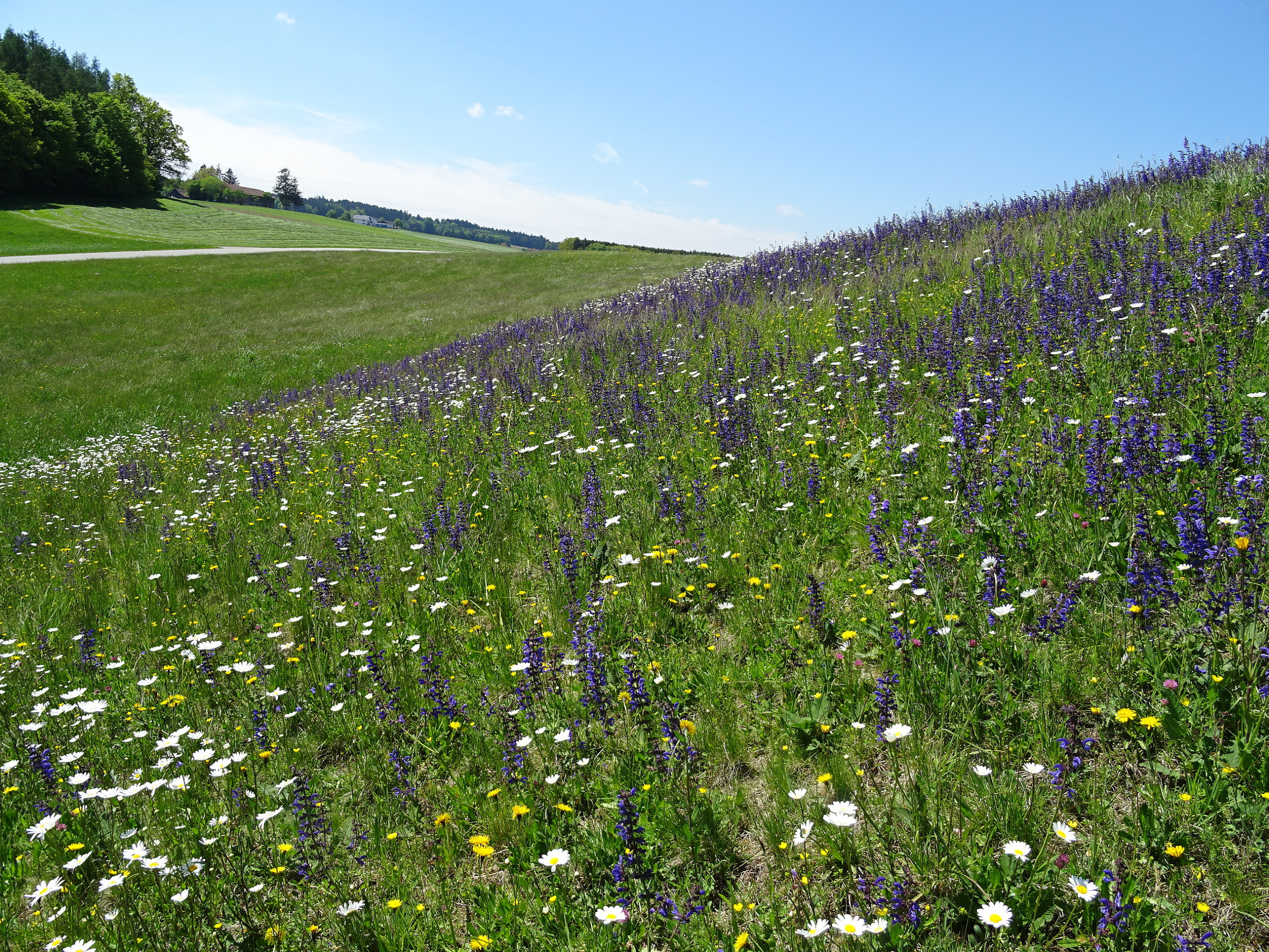 Bunt blühende Wiese