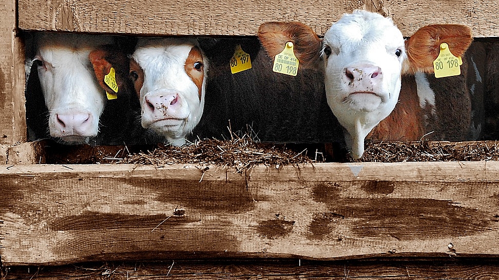 Dieses Bild zeigt drei Kälber, die aus einer hölzernen Kälberbox schauen