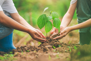 Landkreisweiter Baumpflanztag