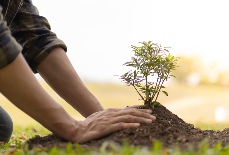 Die Hände eines Mannes, der einen Baum in die Erde pflanzt