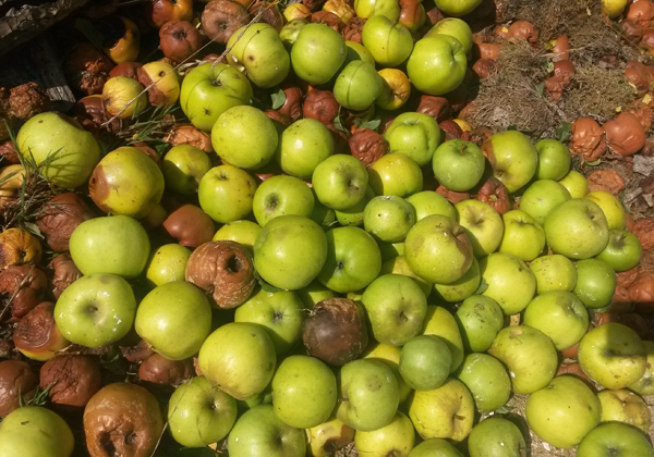 Fallobst und verfaulte Äpfel