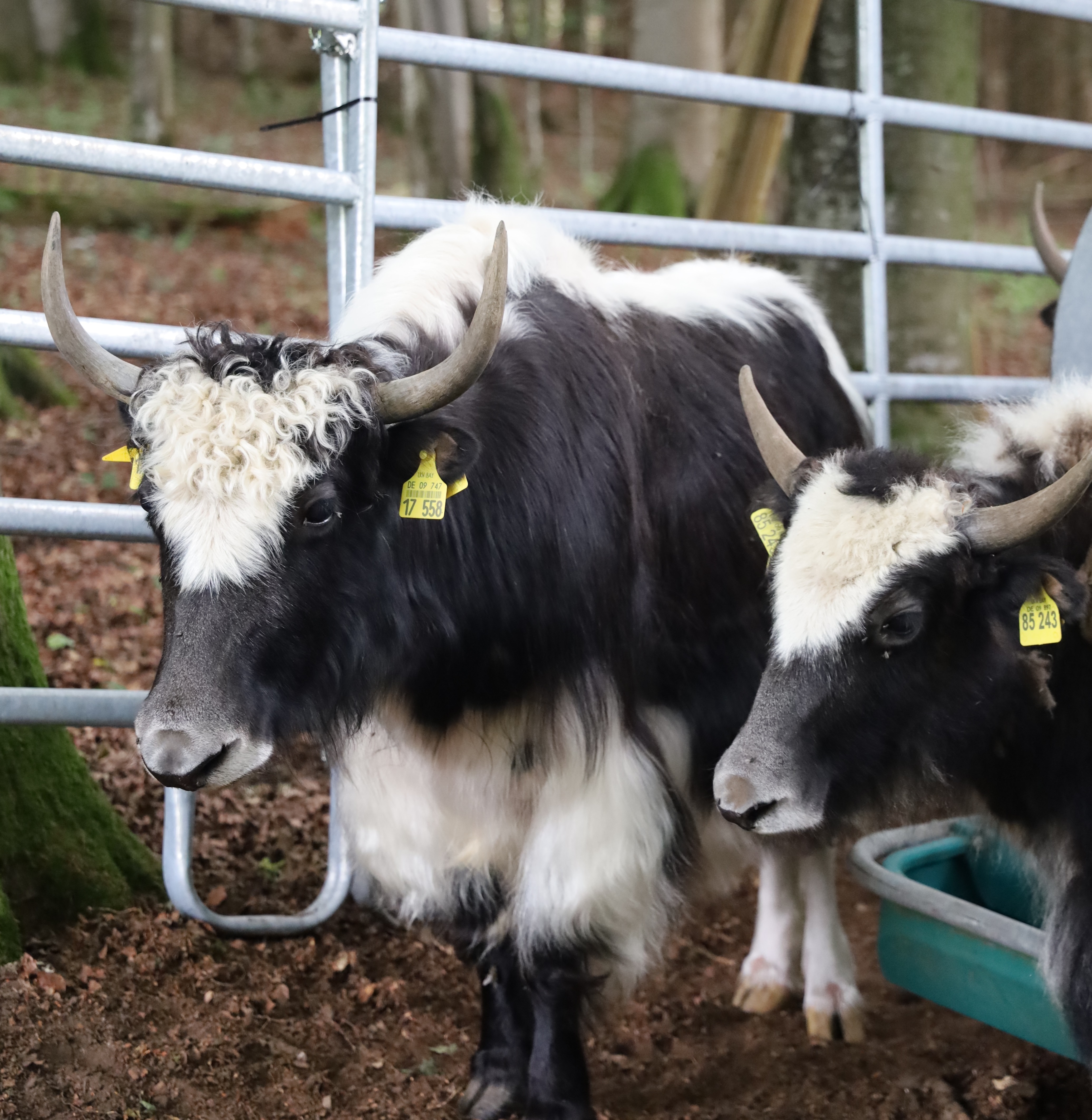 Yaks im Einsatz für die Artenvielfalt