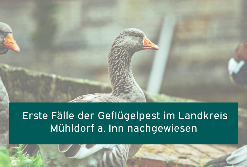 Geflügelpest im Landkreis nachgewiesen