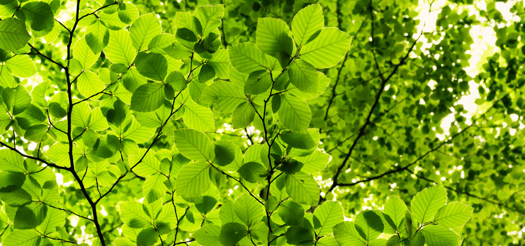 Blätter am Baum von unten 