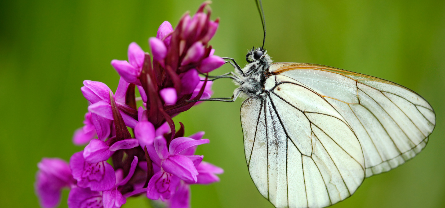 Blume mit einem Schmetterling