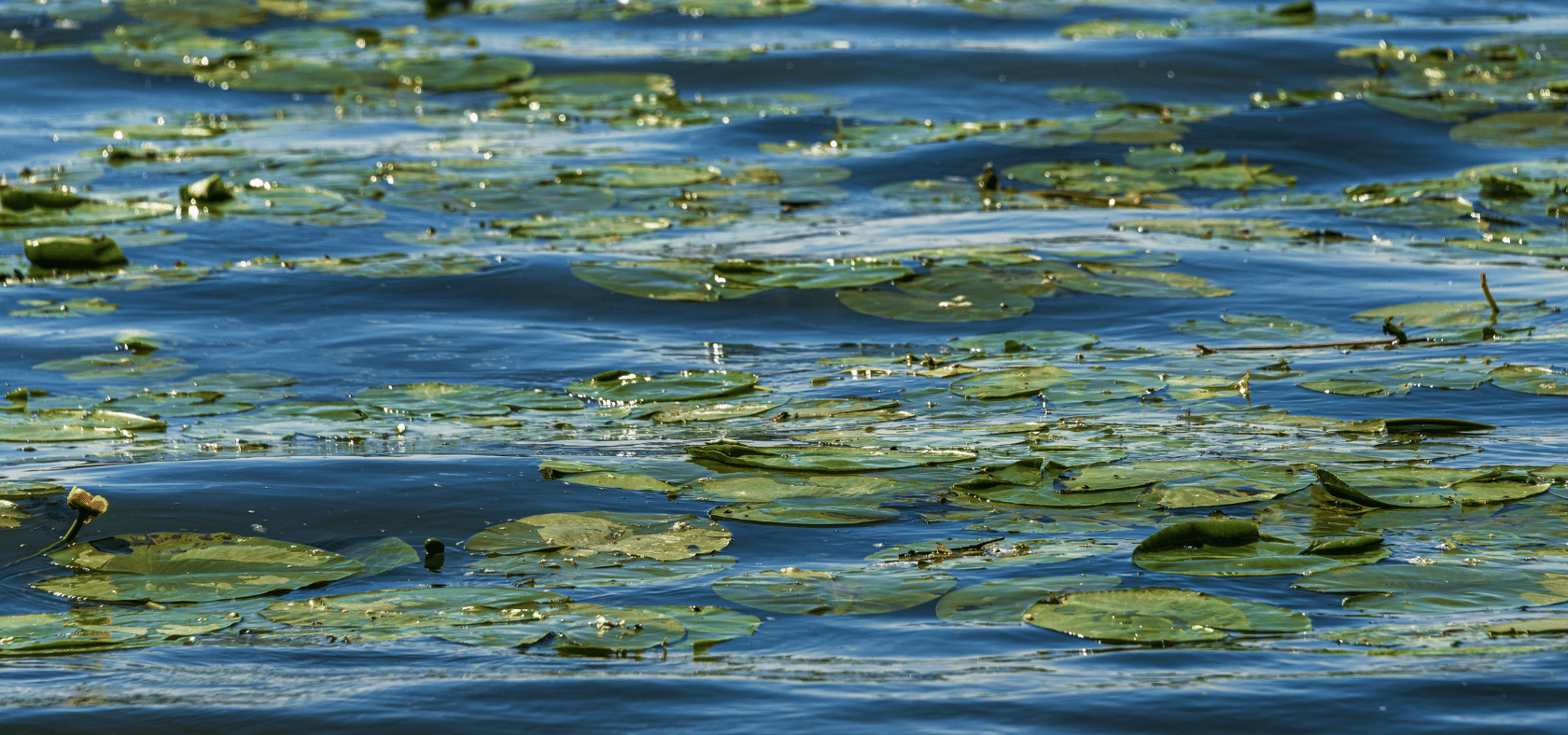 Gewässer mit Seerosenblättern