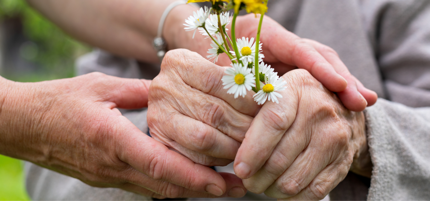 Hände einer älteren Person die Blumen halten, die von den Händen einer anderen Person berührt werden