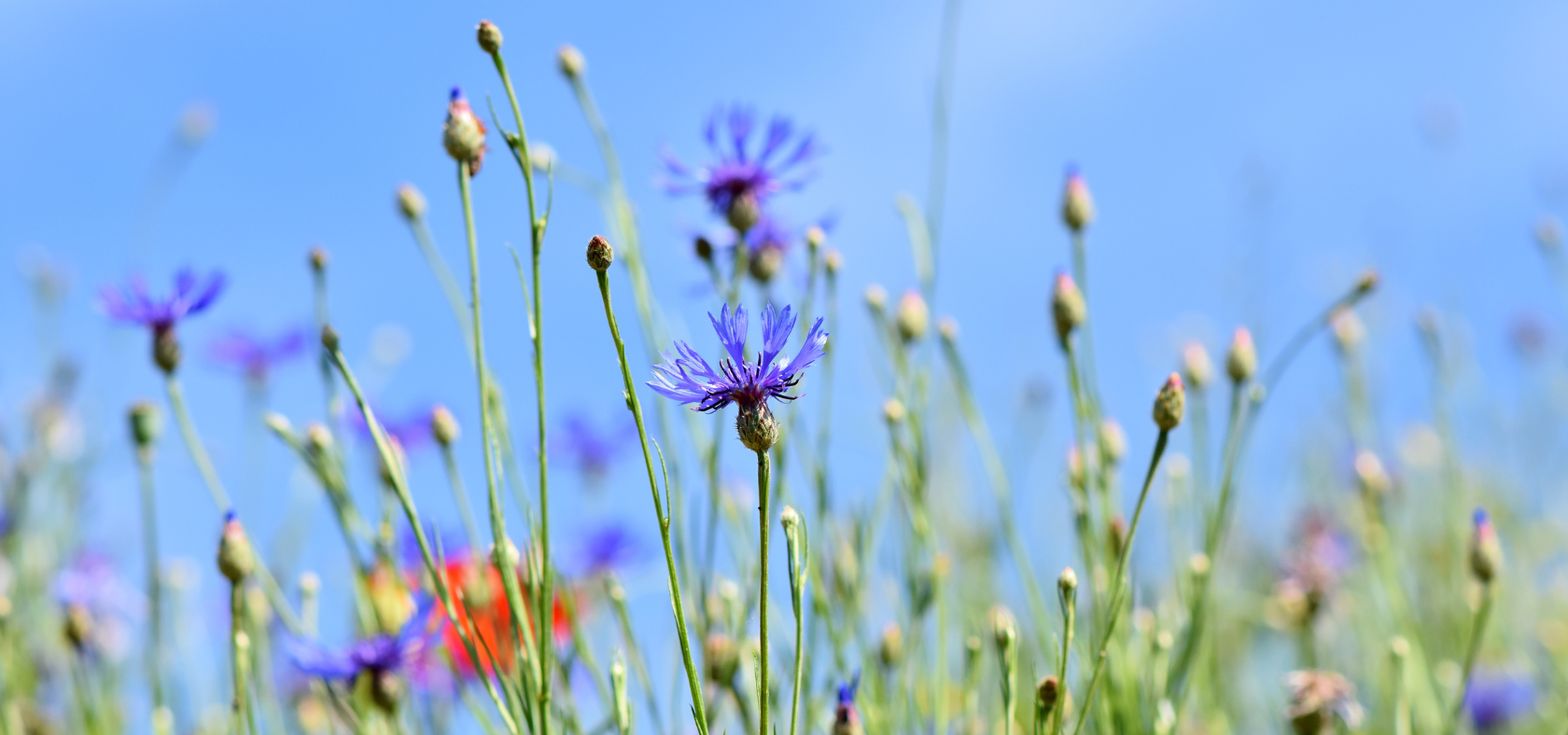 Feldblumen