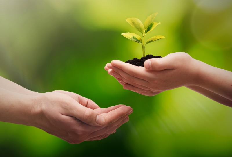Zwei Hände halten einen Pflanzenspross vor grünem Hintergrund