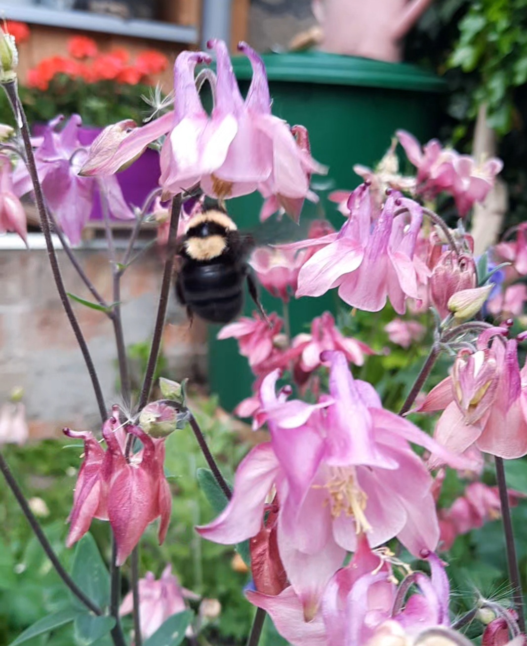 Tonerdhummel-Königin im Garten mit blühenden Blumen
