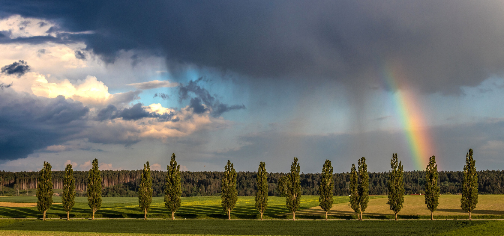 Bäume mit Regenbogen