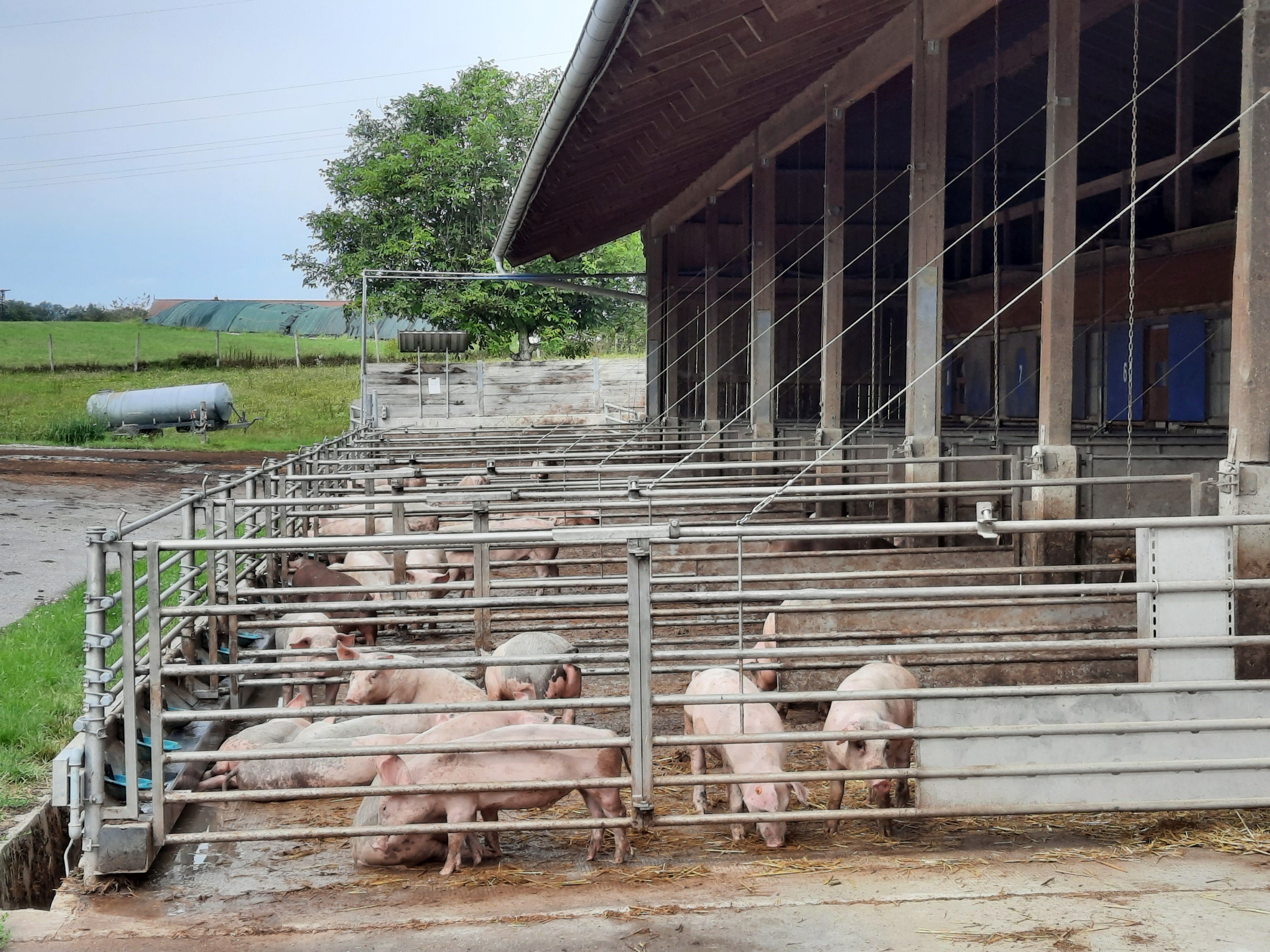 Das Bild zeigt eine Schweinehaltung