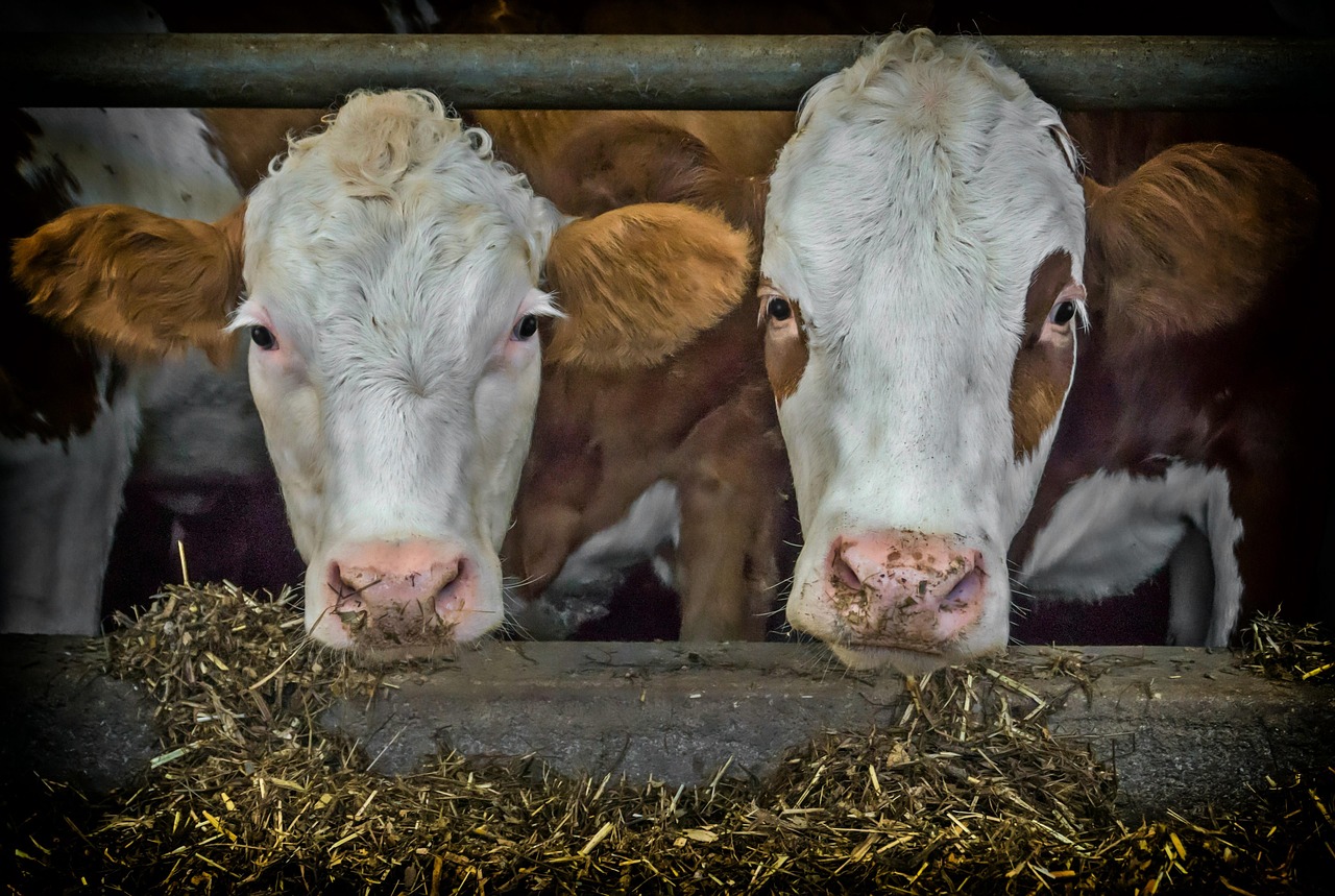 Zwei Rinder beim Fressen im Stall