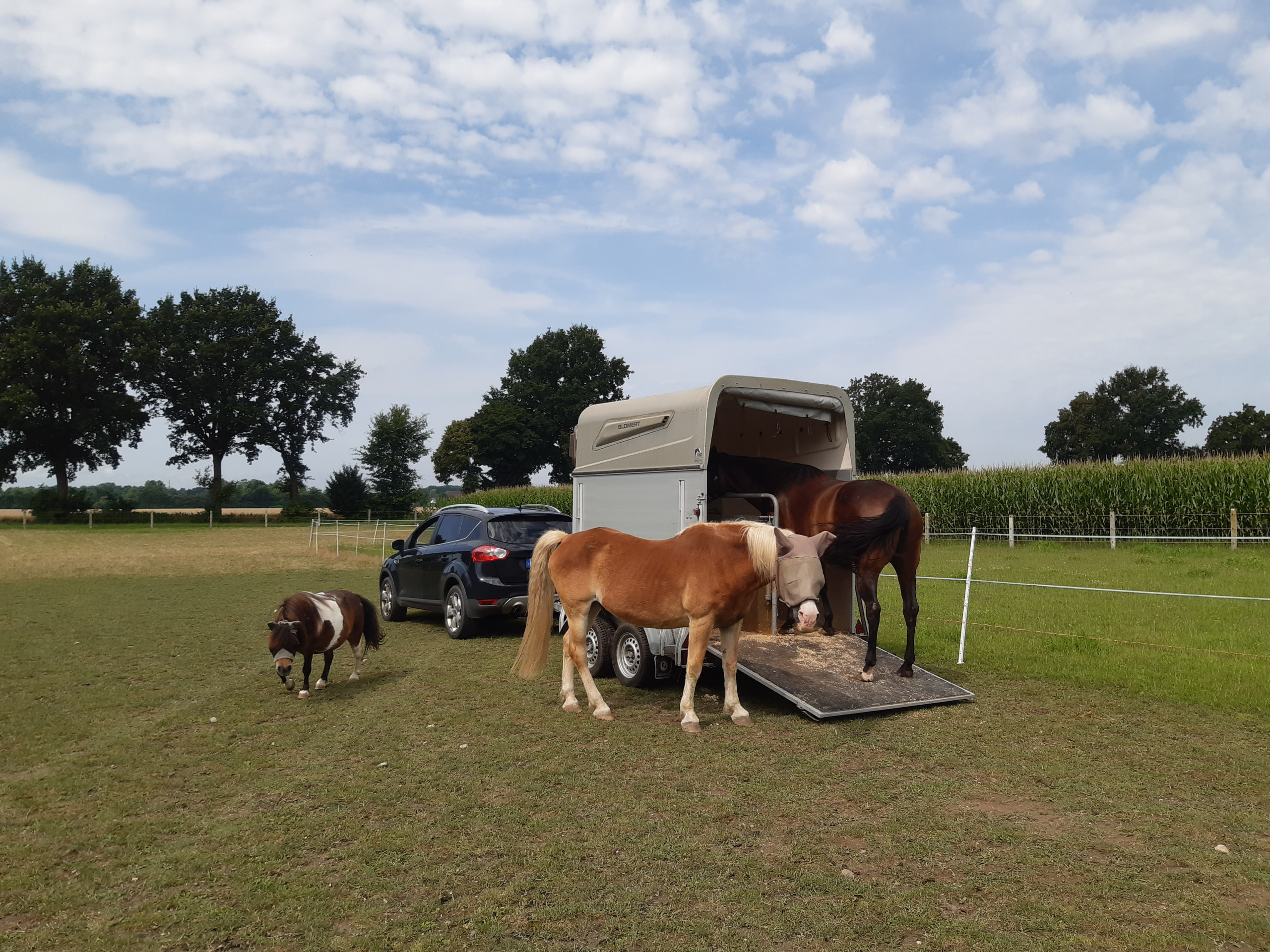 Das Bild zeigt 3 Pferde auf der Koppel um einen Pferdeanhänger