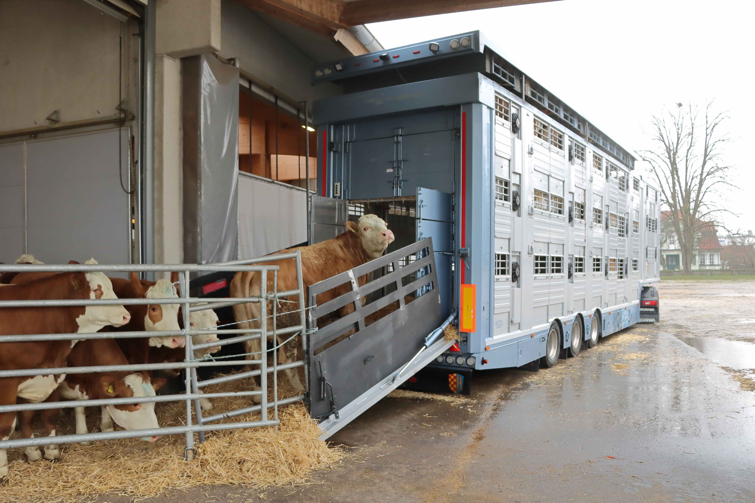 Das Bild zeigt einem Rindertransport beim beladen