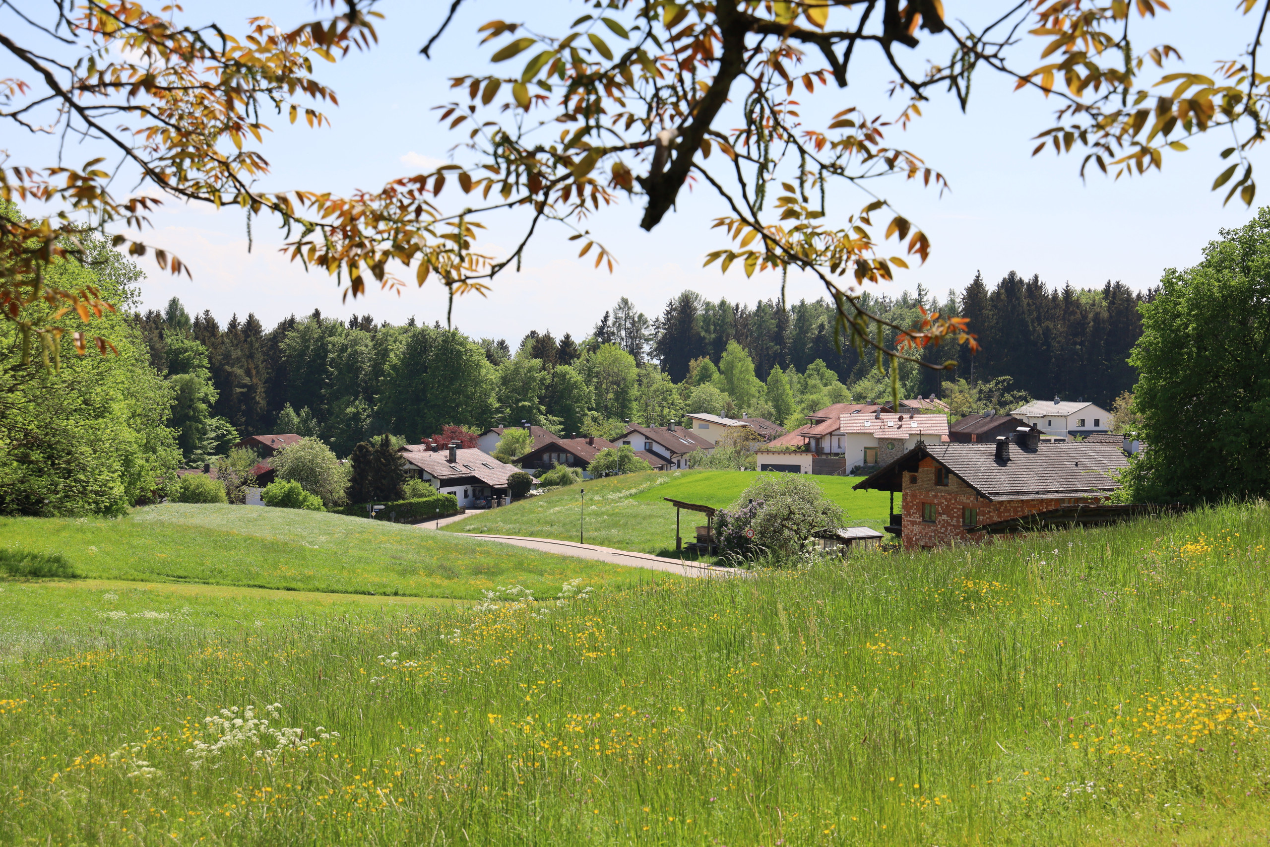 Dorf/Stadt mit vielen Bäumen im Hintergrund und einem Baum und Wiese im Vordergrund
