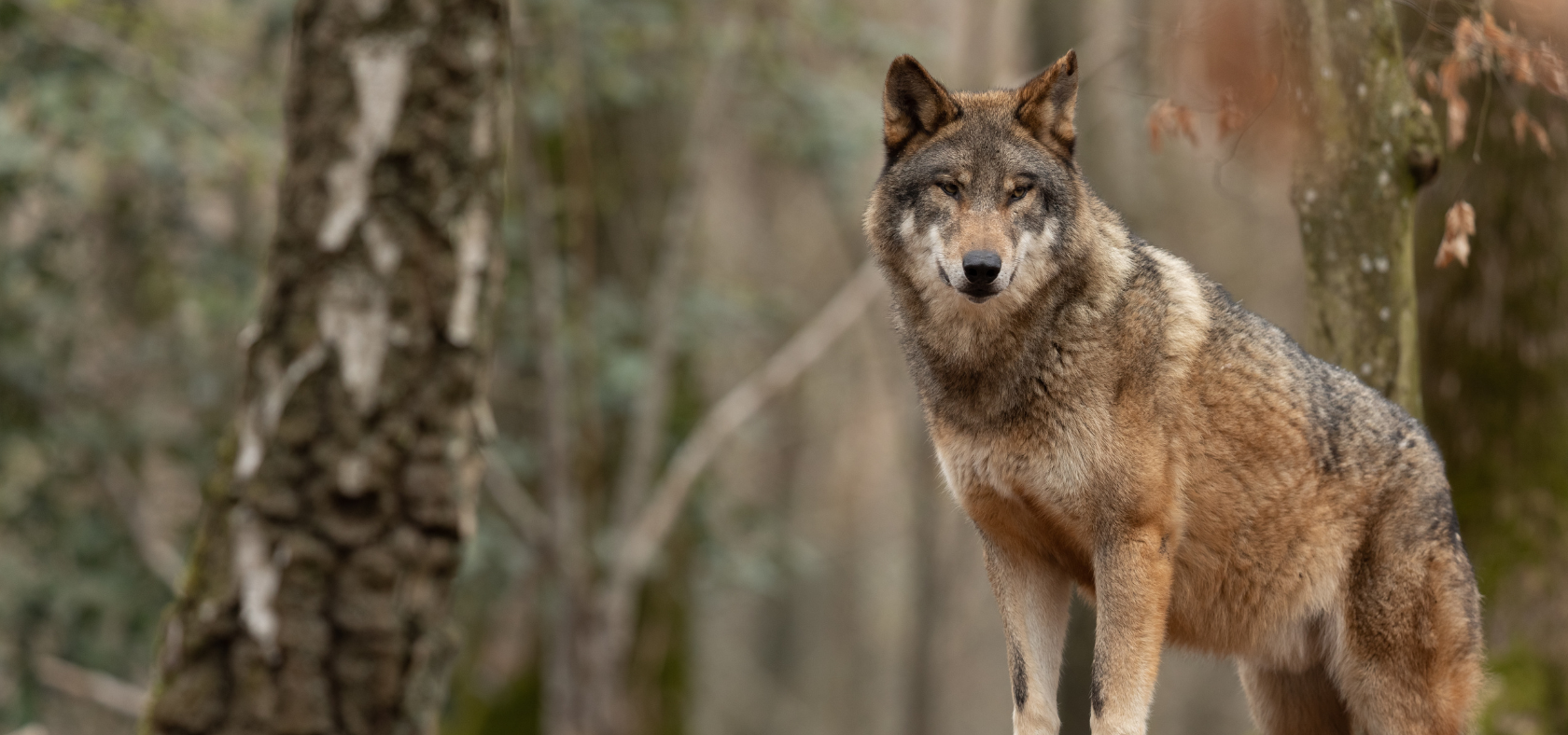 Wolf im Wald