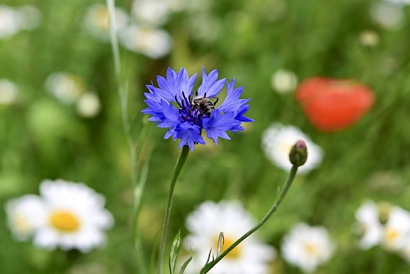 Kornblume scharf im Vordergrund, unscharf im Hintergrund Wiese mit Mohn und weiteren Blumen