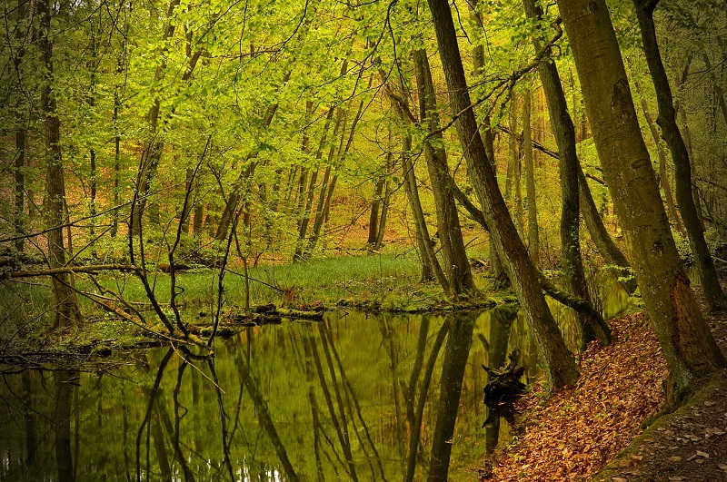 Stiller Weiher im Herbstwald