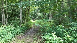 Bild von einem Waldweg
